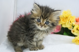 宮城県ペットショップ/ペットショップ鈴花　子猫情報／ミックス子猫