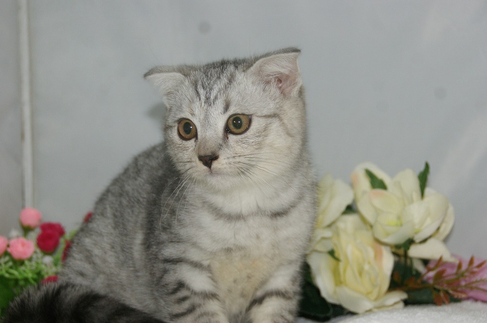 宮城県ペットショップ/ペットショップ鈴花　子猫情報／スコティッシュフォールド