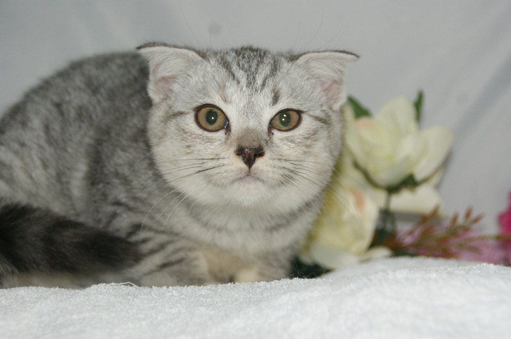 宮城県ペットショップ/ペットショップ鈴花　子猫情報／スコティッシュフォールド