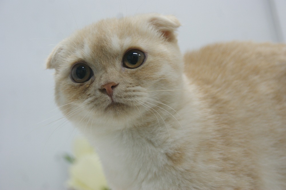 宮城県ペットショップ/ペットショップ鈴花　子猫情報／スコティッシュフォールド
