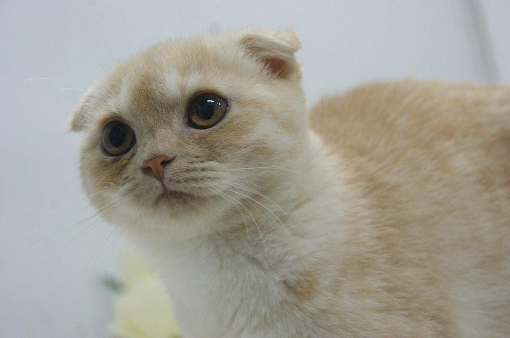 宮城県ペットショップ/ペットショップ鈴花　子猫情報／スコティッシュフォールド