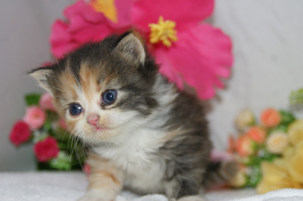 宮城県ペットショップ/ペットショップ鈴花　子猫情報／ラガマフィン子猫