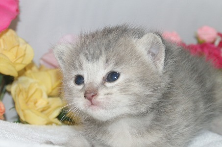 宮城県ペットショップ/ペットショップ鈴花　子猫情報／ミックス