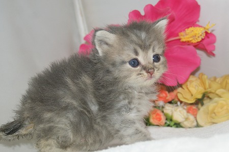 宮城県ペットショップ/ペットショップ鈴花　子猫情報／サイベリアン