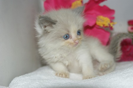 宮城県ペットショップ/ペットショップ鈴花 子猫情報/ラグドール