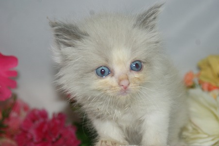 宮城県ペットショップ/ペットショップ鈴花 子猫情報/ラグドール