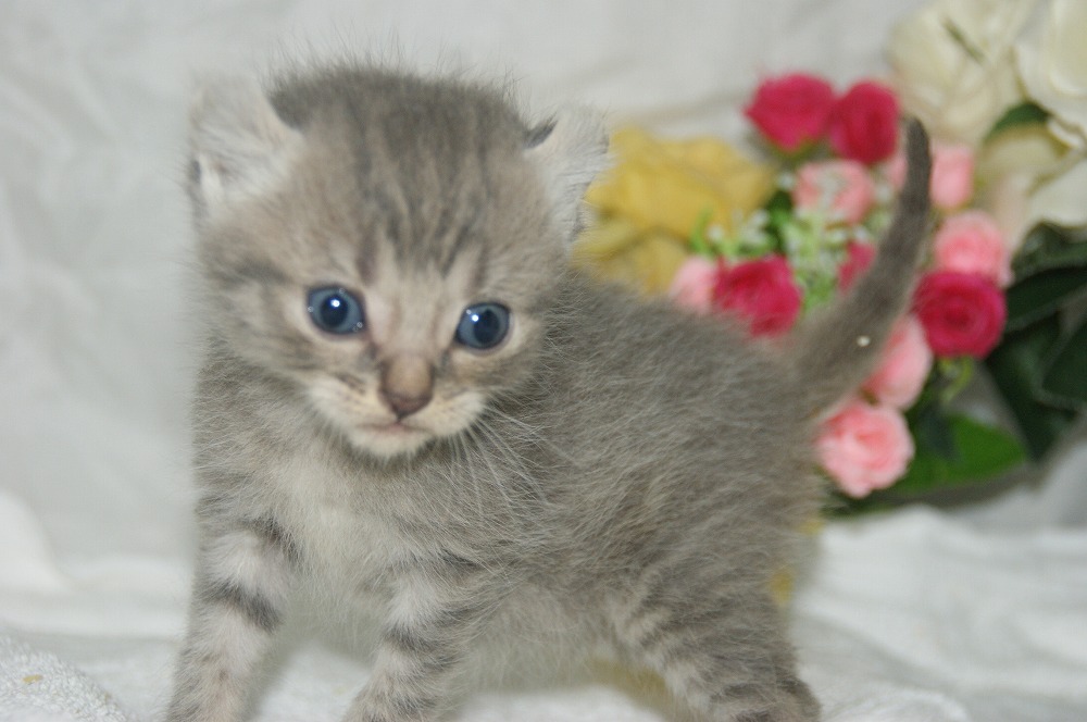 宮城県ペットショップ/ペットショップ鈴花 子猫情報/アメリカンカール