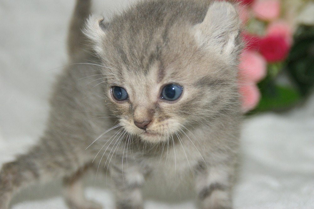 宮城県ペットショップ/ペットショップ鈴花 子猫情報/アメリカンカール