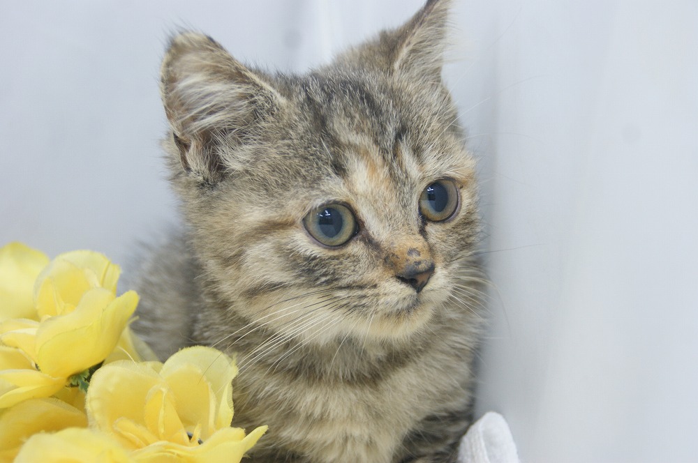 宮城県ペットショップ/ペットショップ鈴花／スコティッシュフォールド子猫