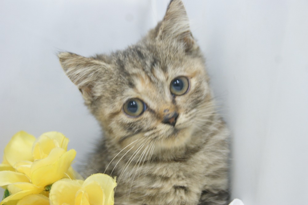 宮城県ペットショップ/ペットショップ鈴花　子猫情報／スコティッシュフォールド