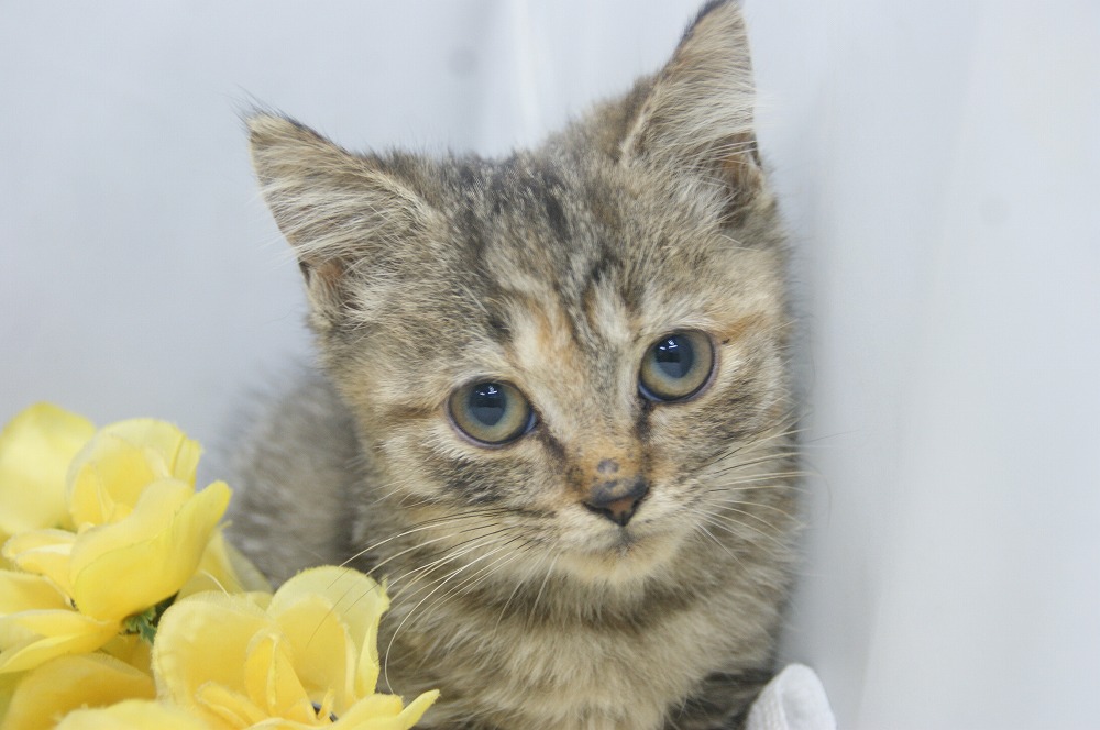 宮城県ペットショップ/ペットショップ鈴花　子猫情報／スコティッシュフォールド