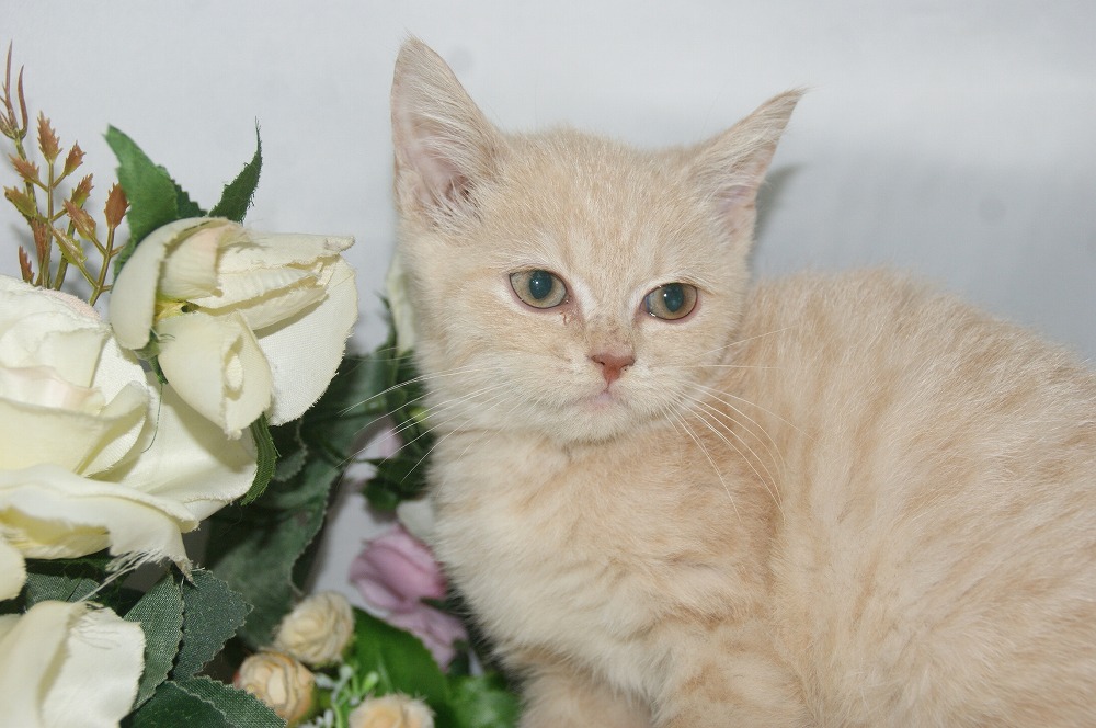 宮城県ペットショップ/ペットショップ鈴花／スコティッシュフォールド子猫