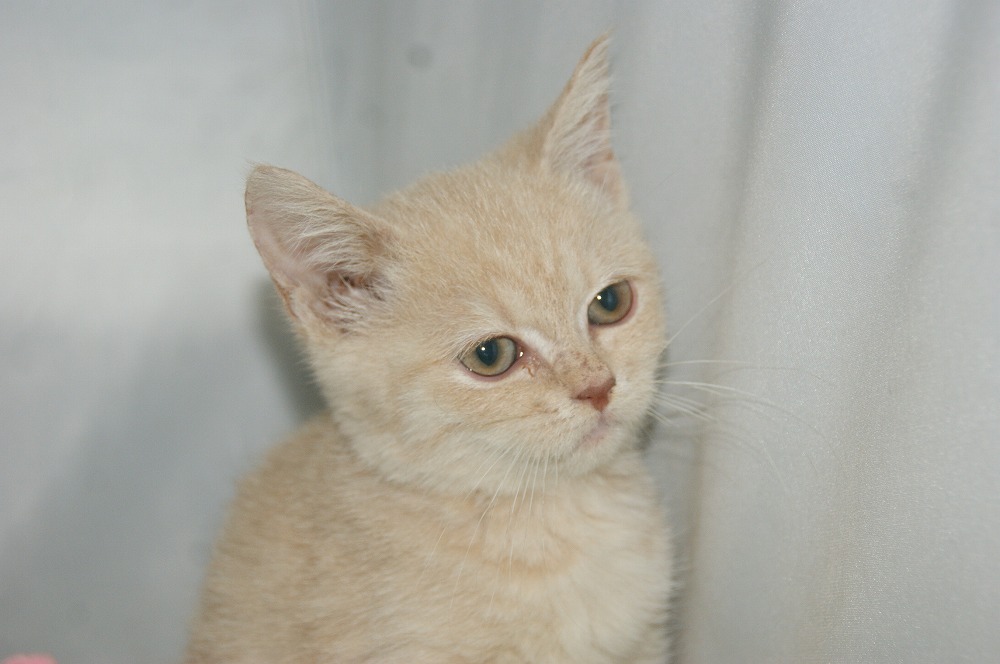 宮城県ペットショップ/ペットショップ鈴花 子猫情報/スコティッシュフォールド