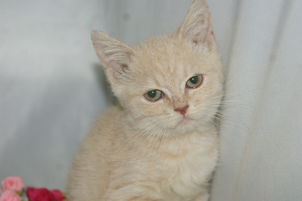 宮城県ペットショップ/ペットショップ鈴花 子猫情報/スコティッシュフォールド