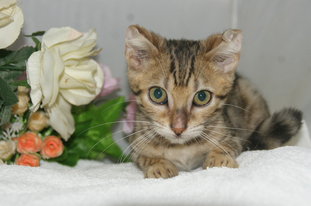 宮城県ペットショップ/ペットショップ鈴花／ベンガル子猫