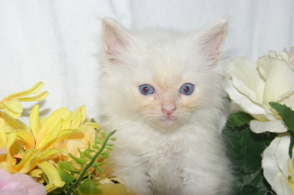 宮城県ペットショップ/ペットショップ鈴花 子猫情報/ラグドール