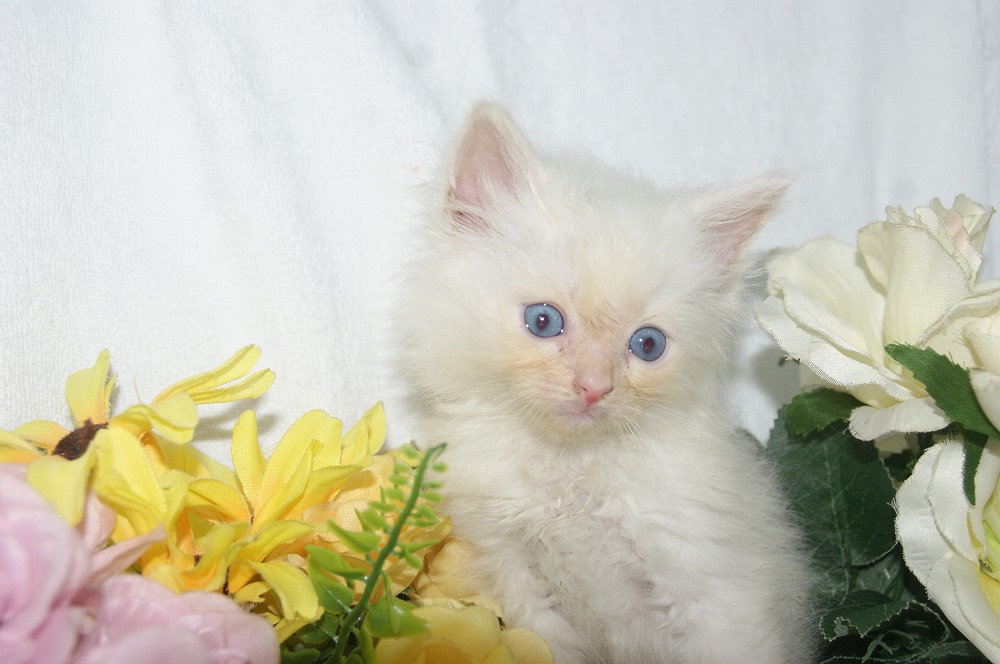 宮城県ペットショップ/ペットショップ鈴花 子猫情報/ラグドール