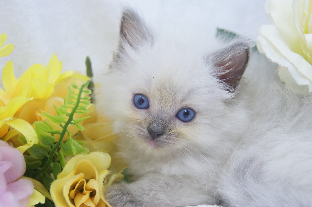 宮城県ペットショップ/ペットショップ鈴花／ラグドール子猫