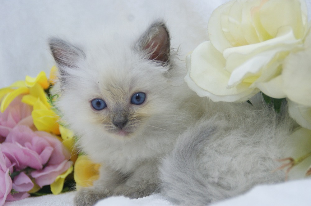 宮城県ペットショップ/ペットショップ鈴花 子猫情報/ラグドール