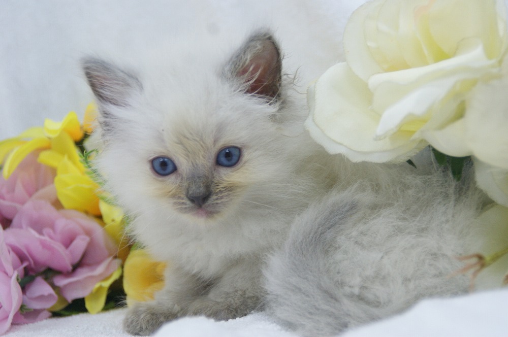 宮城県ペットショップ/ペットショップ鈴花 子猫情報/ラグドール