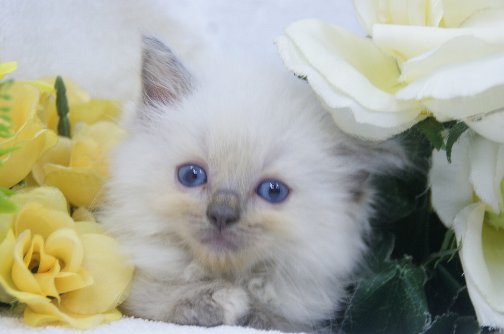 宮城県ペットショップ/ペットショップ鈴花/ラグドール子猫