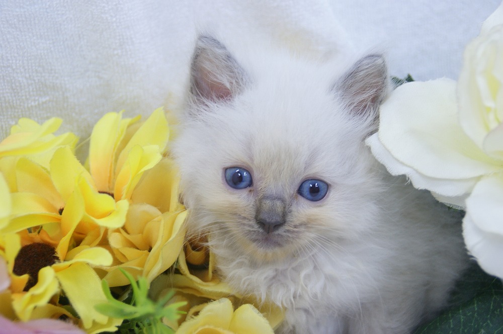 宮城県ペットショップ/ペットショップ鈴花　子猫情報／ラグドール