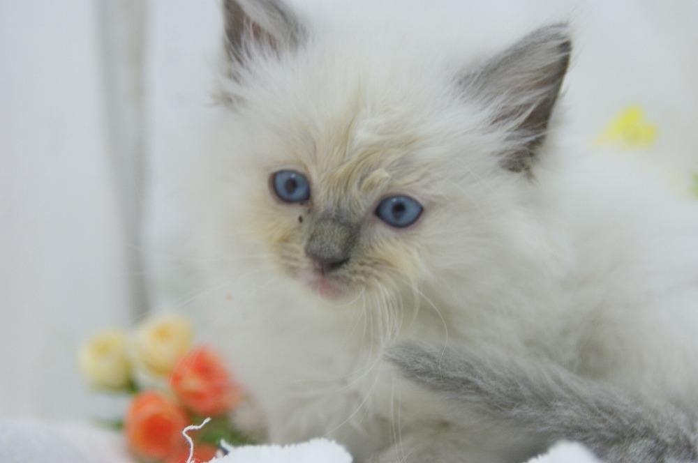 宮城県ペットショップ/ペットショップ鈴花/ラグドール子猫