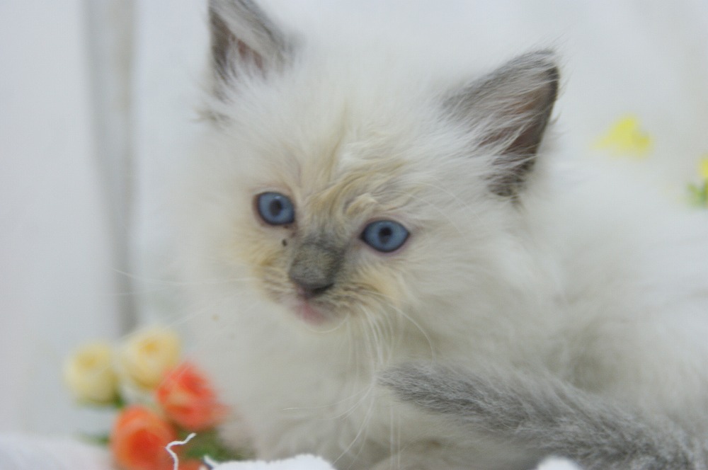 宮城県ペットショップ/ペットショップ鈴花 子猫情報/ラグドール