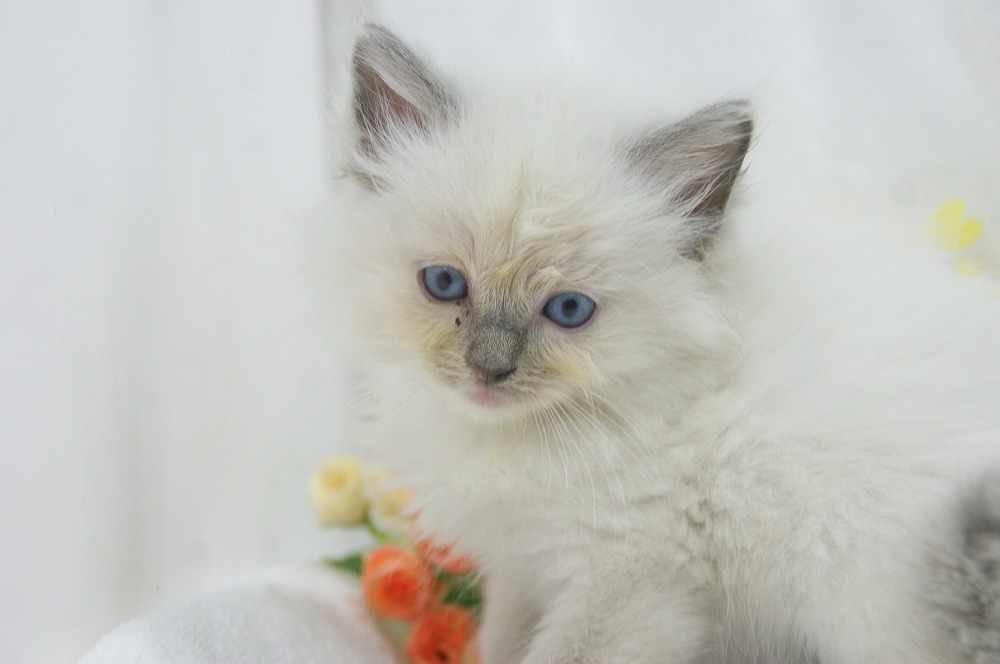 宮城県ペットショップ/ペットショップ鈴花 子猫情報/ラグドール