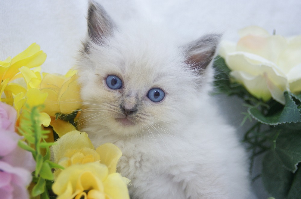 宮城県ペットショップ/ペットショップ鈴花　子猫情報／ラグドール