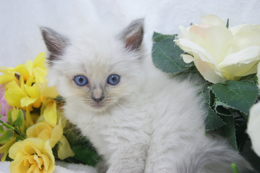 宮城県ペットショップ/ペットショップ鈴花　子猫情報／ラグドール