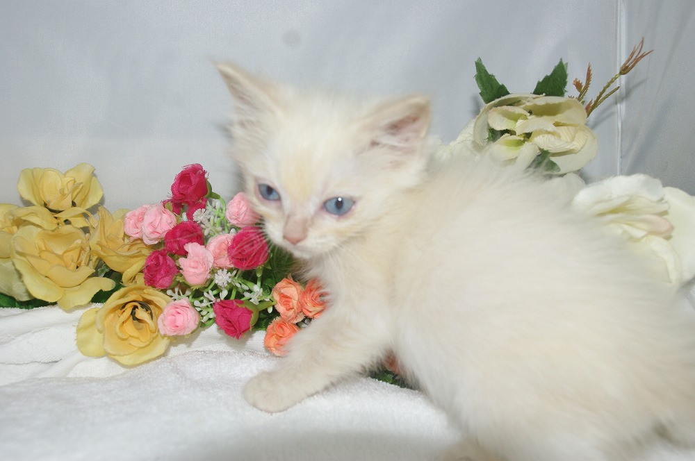 宮城県ペットショップ/ペットショップ鈴花/ラグドール子猫