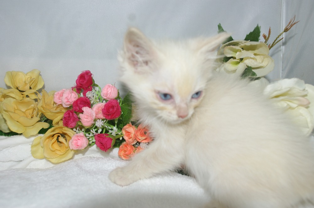 宮城県ペットショップ/ペットショップ鈴花 子猫情報/ラグドール