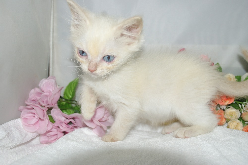 宮城県ペットショップ/ペットショップ鈴花 子猫情報/ラグドール