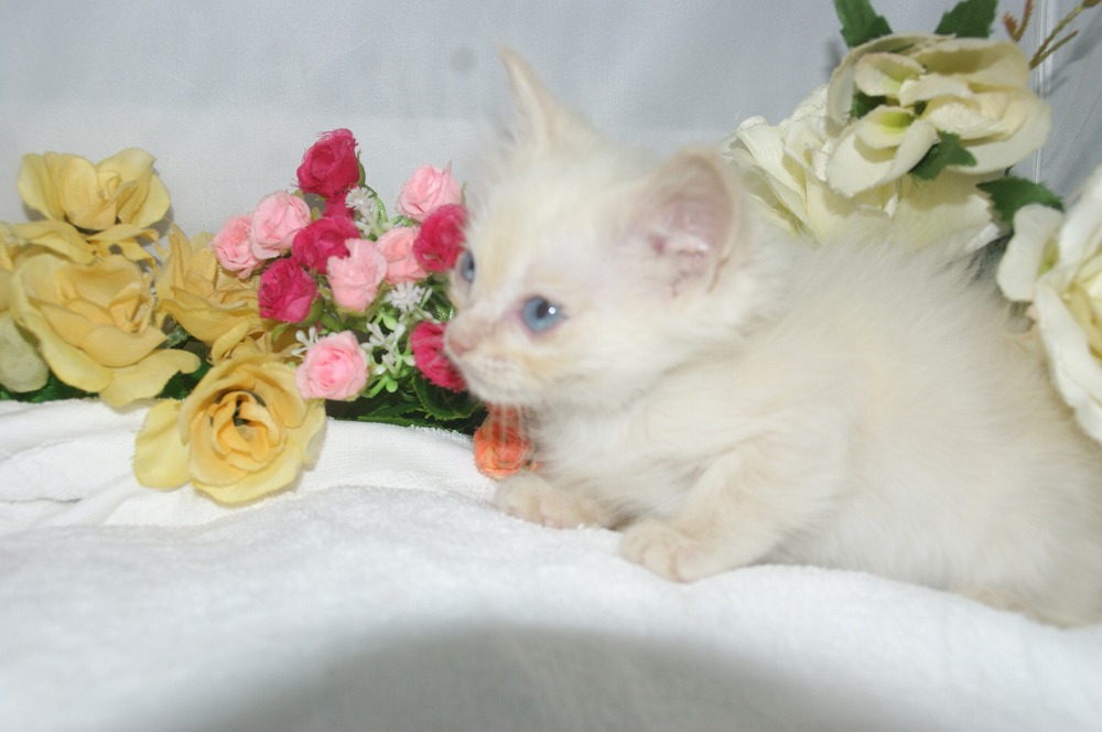 宮城県ペットショップ/ペットショップ鈴花 子猫情報/ラグドール