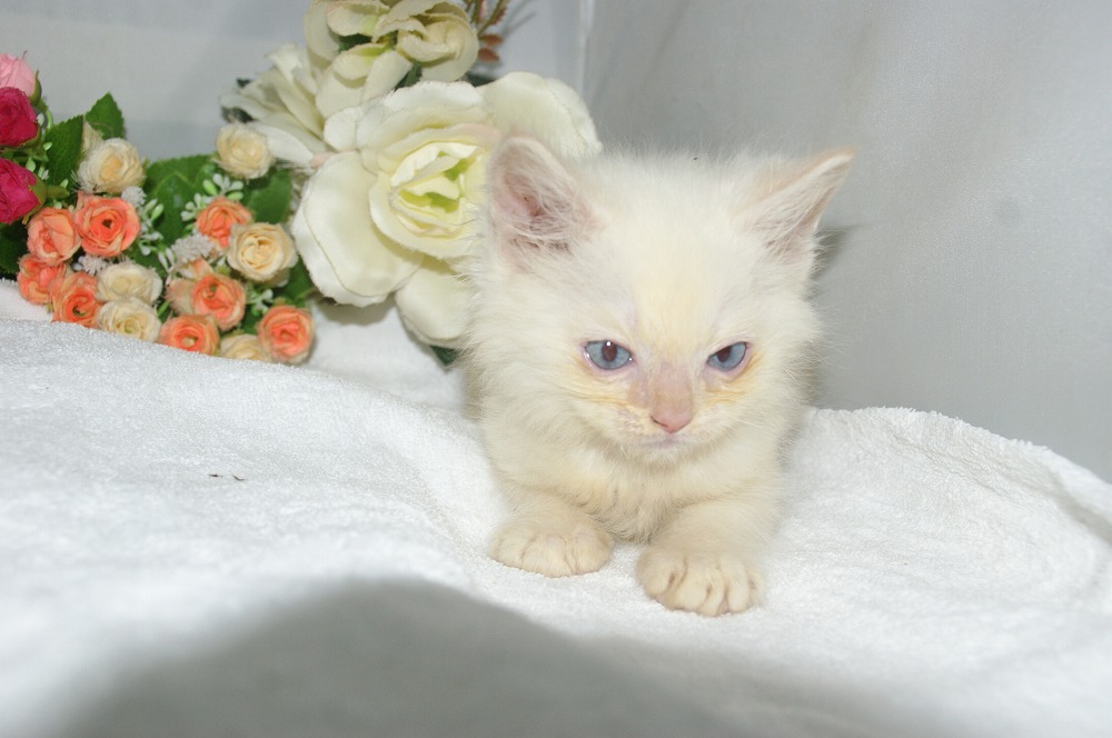 宮城県ペットショップ/ペットショップ鈴花 子猫情報/ラグドール