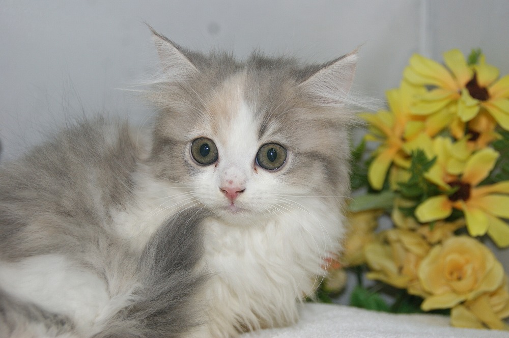 宮城県ペットショップ/ペットショップ鈴花 子猫情報/ラガマフィン