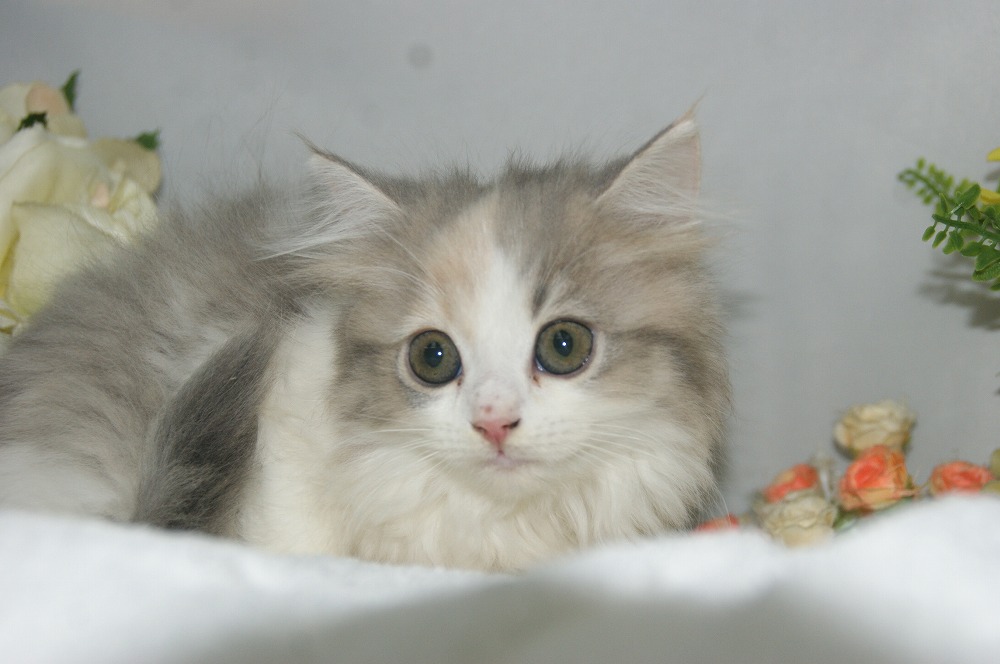 宮城県ペットショップ/ペットショップ鈴花 子猫情報/ラガマフィン