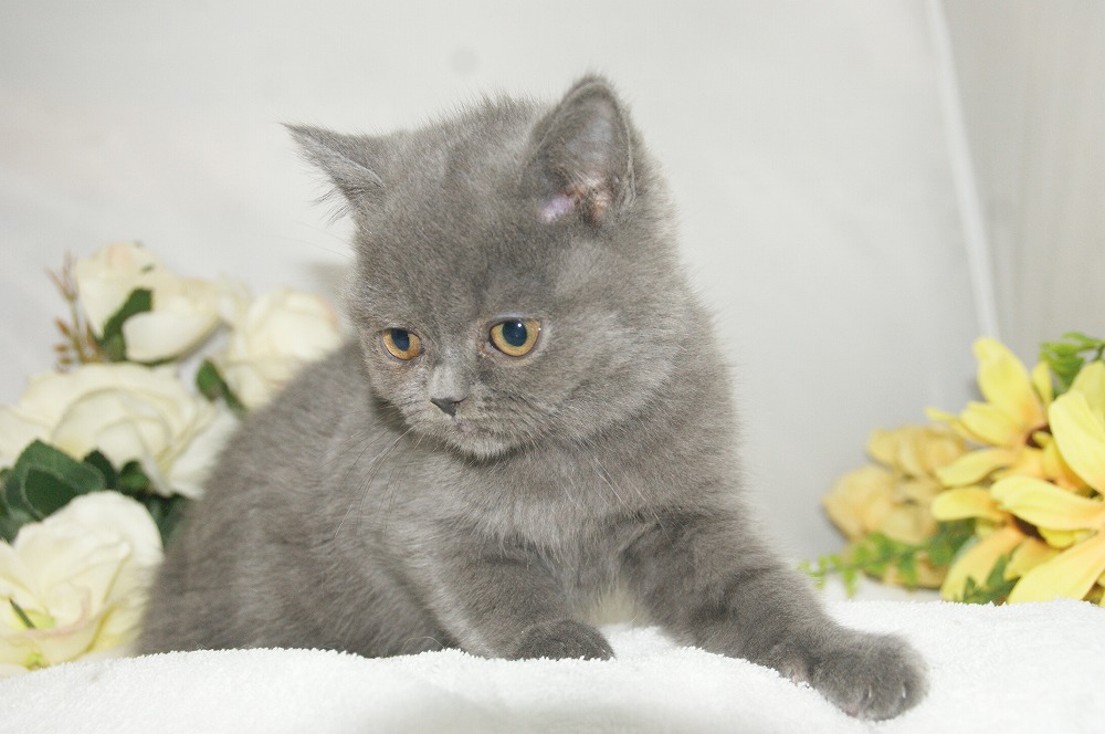 宮城県ペットショップ/ペットショップ鈴花　子猫情報／ブリティッシュショートヘアー