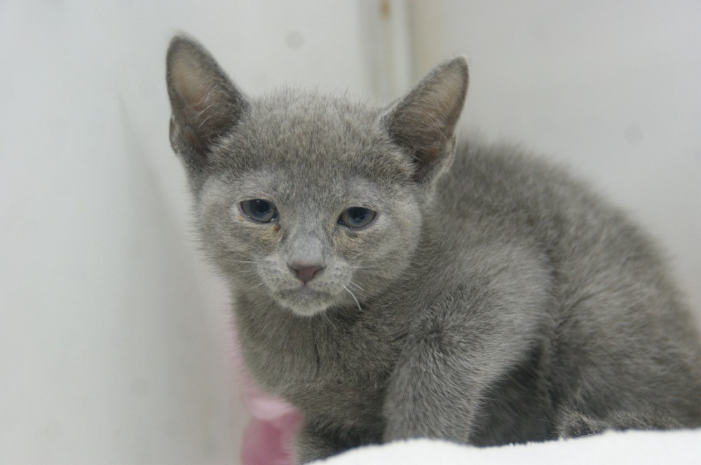宮城県ペットショップ/ペットショップ鈴花/ロシアンブルー子猫