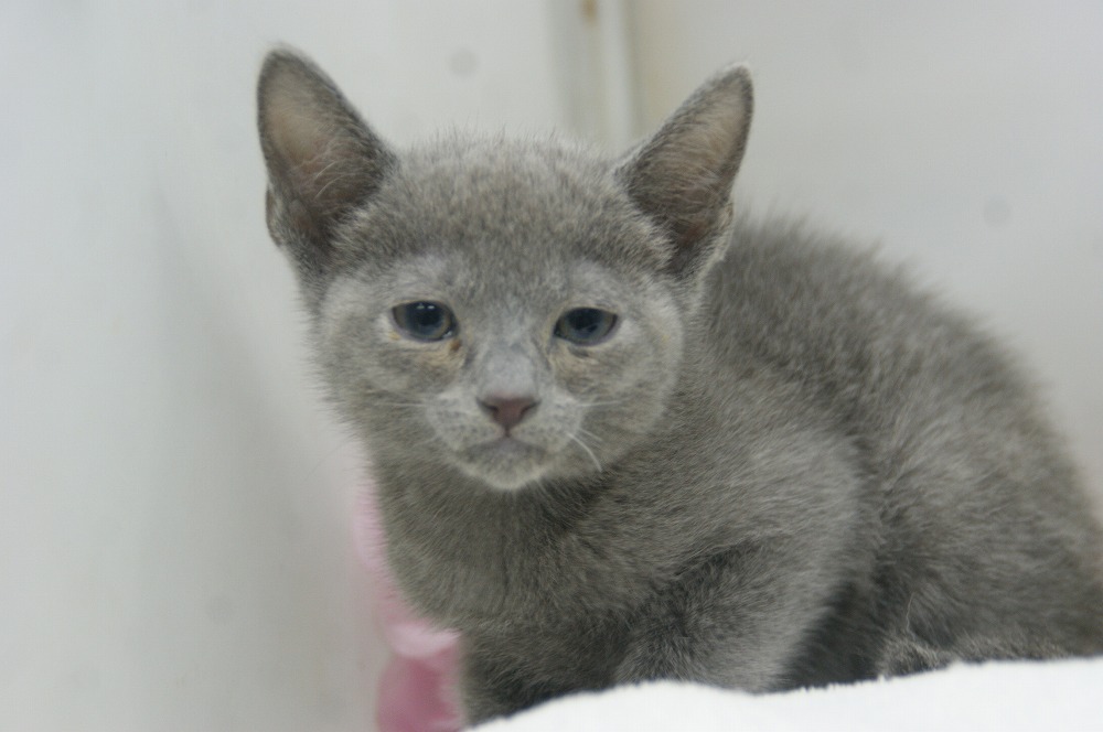 宮城県ペットショップ/ペットショップ鈴花 子猫情報/ロシアンブルー