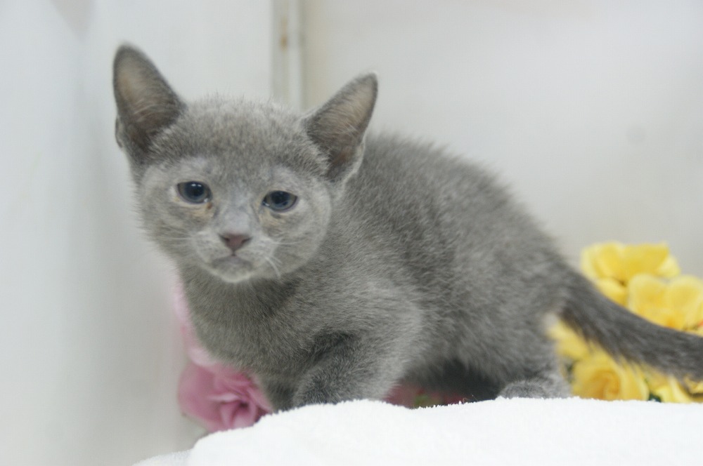 宮城県ペットショップ/ペットショップ鈴花 子猫情報/ロシアンブルー