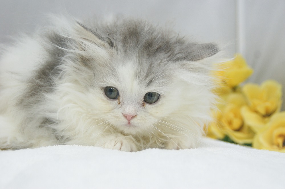 宮城県ペットショップ/ペットショップ鈴花/ミヌエット子猫