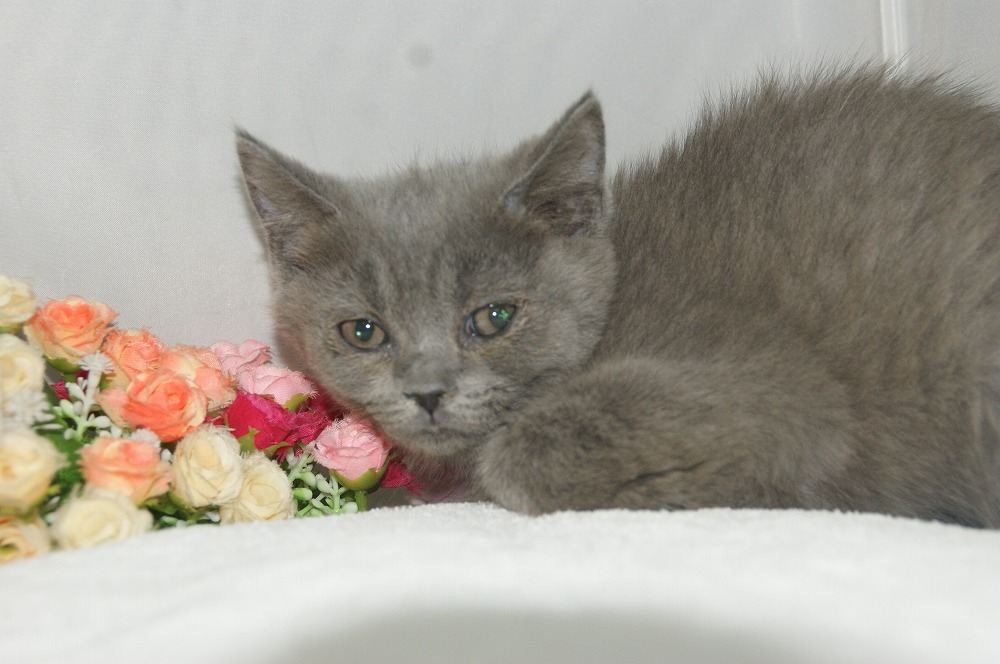 宮城県ペットショップ/ペットショップ鈴花/ブリティッシュショートヘア子猫