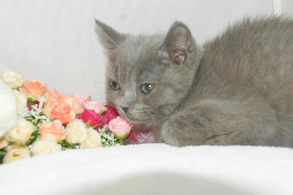 宮城県ペットショップ/ペットショップ鈴花　子猫情報／ブリティッシュショートヘアー