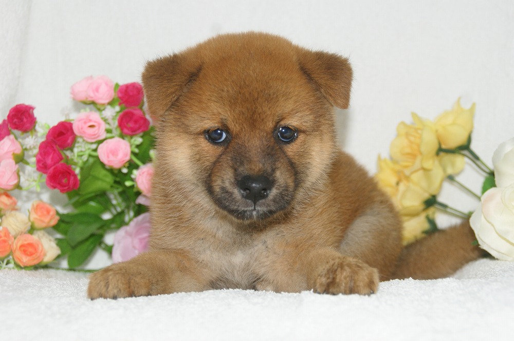 宮城県ペットショップ/ペットショップ鈴花　子犬情報／柴犬