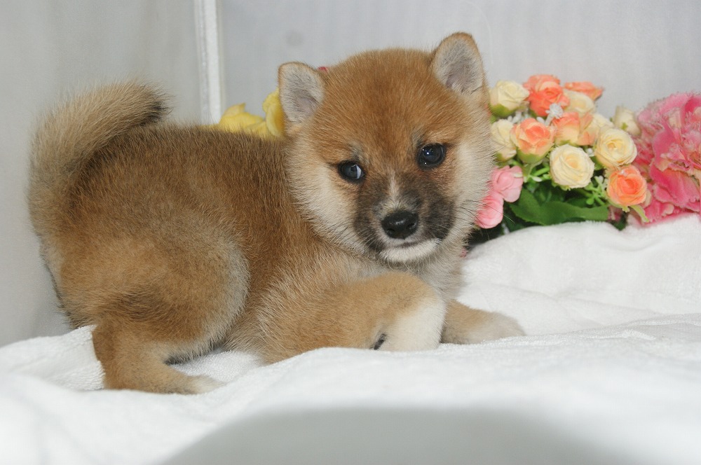 宮城県ペットショップ/ペットショップ鈴花　子犬情報／豆柴