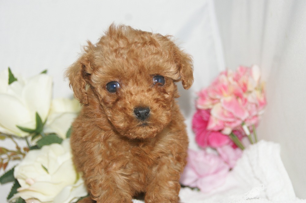 宮城県ペットショップ/ペットショップ鈴花　子犬情報／トイプードル