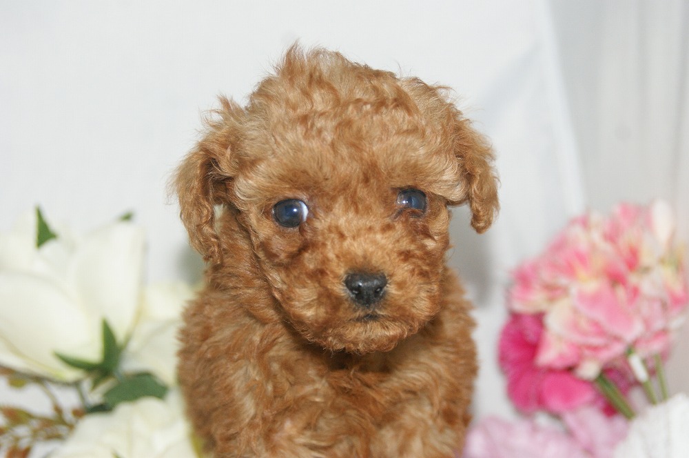 宮城県ペットショップ/ペットショップ鈴花　子犬情報／トイプードル