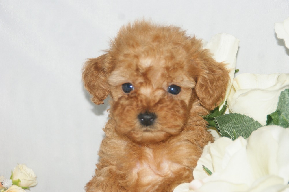 宮城県ペットショップ/ペットショップ鈴花　子犬情報／トイプードル